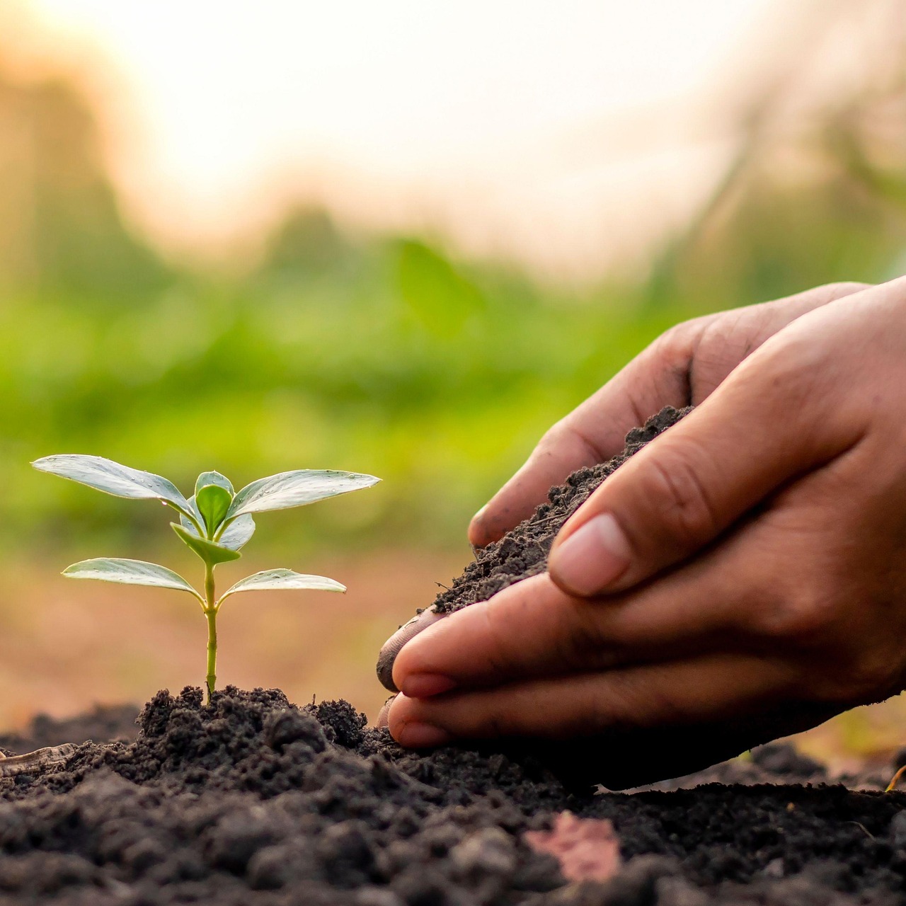 Eslow Age: Stili di Vita Sostenibili per un Futuro Migliore